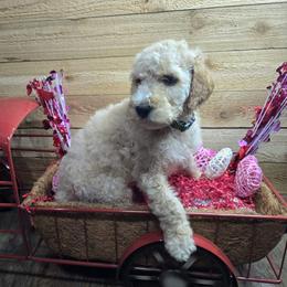 Green collar - Cream male Poodle puppy in Spring Branch, Texas from Bear Hills kennel
