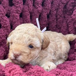 Kana - Apricot female Poodle puppy in Greenville, South Carolina from Wendy's House Of Poodles LLC