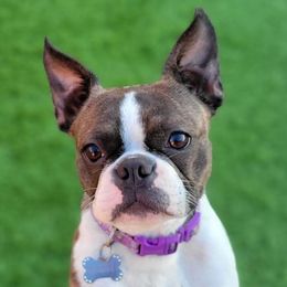 Pickles - Boston Terrier