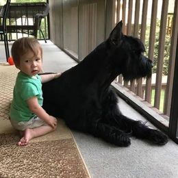 Giant Schnauzer All Grown Up from Vom Mutter Haus Working Riesenschnauzers