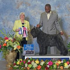 Moinet - Bouvier des Flandres