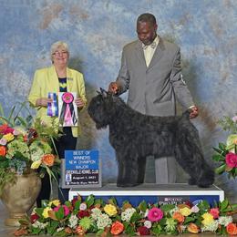 Moinet - Bouvier des Flandres