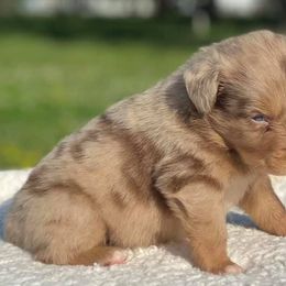 Australian Shepherd Puppies from DC Aussies