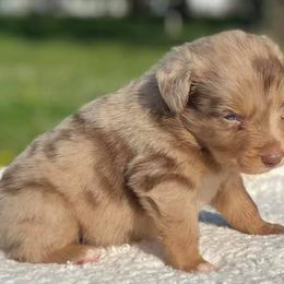 Australian Shepherd Puppies from DC Aussies