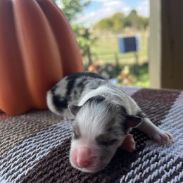 Girl 2 - Blue merle female Miniature Australian Shepherd puppy in Arcadia, Indiana from Sunset Cowgirl Mini Aussies
