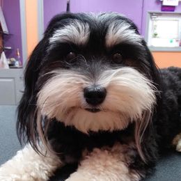 Eleanor - Havanese