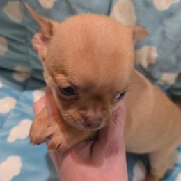 Cedar - Fawn male Chihuahua puppy in Kyle, Texas from joy of chihuahuas tx