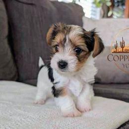 Rocky - Parti male Yorkshire Terrier puppy in Goodyear, Arizona from Copper State Yorkies