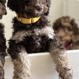 Yellow Girl - Phantom female Goldendoodle puppy in North Carolina from Redbud Farm