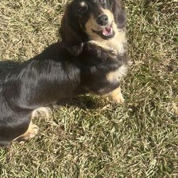 Stevie - Dachshund