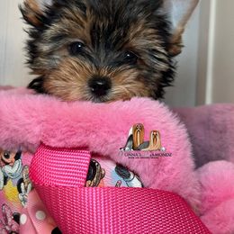 Daphne - Blue and gold female Yorkshire Terrier puppy in Danielsville, Georgia from Donnas DiamondZ