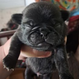 L. J. Gibbs - Brindle Pug puppy in Elma, Washington from Kismet Kennels, Exclusively Pugs