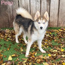 Peep - Silver female Pomsky puppy in Winston, Oregon from Arctic Tails Spitz