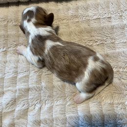 Cavalier King Charles Spaniel Puppies from Colorado Cavaliers