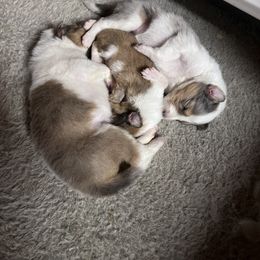 Collie Puppies from Cold Mountain Collies