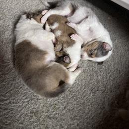 Collie Puppies from Cold Mountain Collies