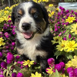 Girl 1 - Black tri female Miniature Australian Shepherd puppy in Potosi, Missouri from Red Hawk Ranch