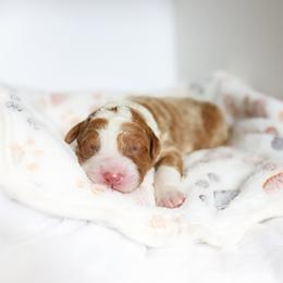 Brew - Brown and white male Bernedoodle puppy in Peoria, Arizona from Wroth's Paws