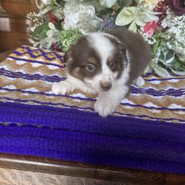 Rooster - Red tri male Toy Australian Shepherd puppy in Needham, Indiana from Tiny Toy Aussies