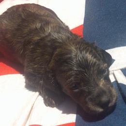 DBs Berthold Goldschmidt - Cream female Dachshund puppy in Summerfield, Florida from D & B Ranchette