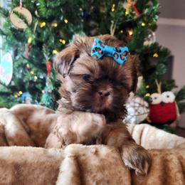 Blue - Liver male Shih Tzu puppy in Jenks, Oklahoma from Northstar Shih Tzu
