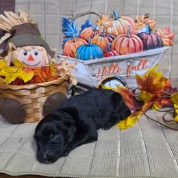 Brown Collar Male - Black male German Shepherd puppy in Cadet, Missouri from Working Valley Shepherds
