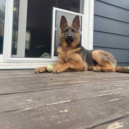 German Shepherd All Grown Up from M&M Shepherd Farms