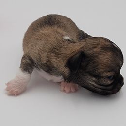 Chihuahua Puppies from Precious Paws of Florida