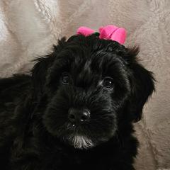 Girl 3 - Black female Whoodle puppy in O'neill, Nebraska from Willowdale Doodles