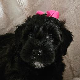Girl 3 - Black female Whoodle puppy in O'neill, Nebraska from Willowdale Doodles