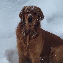 Golden Retrievers from Teton View Golden Retrievers