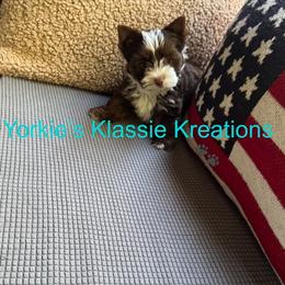 Madden - Parti male Yorkshire Terrier puppy in Dierks, Arkansas from Yorkie’s Klassie Kreations