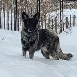 Angus - Shiloh Shepherd