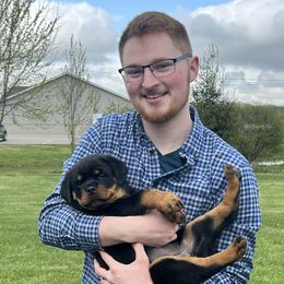Pomsky, Rottweiler, Shetland Sheepdog, and Toy Shetland Sheepdog Puppies from Mountain High Kennels