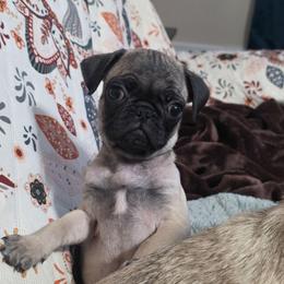 Beau - Fawn male Pug puppy in Olin, North Carolina from Piggy Pugs