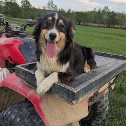 Australian Shepherd puppies from Riley's Paw Pals