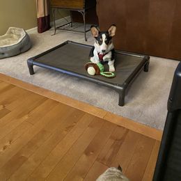 American Corgi and Pembroke Welsh Corgi Puppies from Beebe’s Corgis