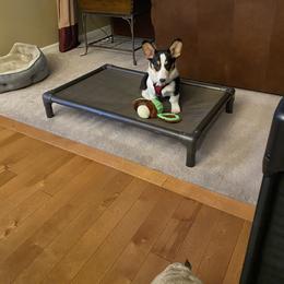 American Corgi and Pembroke Welsh Corgi Puppies from Beebe’s Corgis