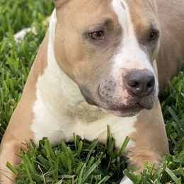 American Pit Bull Terriers from Prodigy Kennel