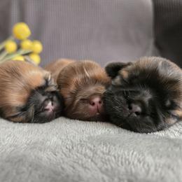Shih Tzu puppies from Ju Shih Tzu