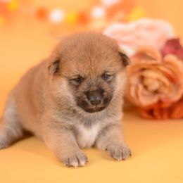 Arnold -FULL AKC REGISTRATION- - Red male Shiba Inu puppy in Neosho, Missouri from Kenny Cave K9s