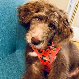 Aussiedoodle Puppies from Signature Doodles