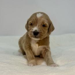 Cherry - Apricot female Goldendoodle puppy in Kenansville, North Carolina from J+A Family Doodles