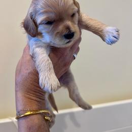 Hope - Cream female Cavapoo puppy in Sedona, Arizona from Sedona Ranch Microdoodles