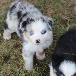 Australian Shepherd Puppies from Westrip Angus & Aussies