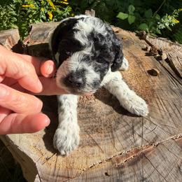Wendy - Parti female Goldendoodle puppy in Cherry Tree, Pennsylvania from Plum Creek Acres Next Generation