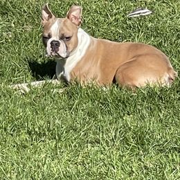 Fonzie - Boston Terrier