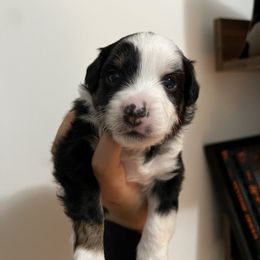 Aussiedoodle and Goldendoodle Puppies from Golden Farm
