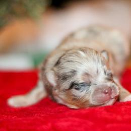 Sparky - Blue merle male Pomeranian puppy in Bremen, Indiana from AMS Pomeranians and Pomskies in Indiana