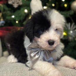 PENNY - Gray and white female Old English Sheepdog puppy in Mesa, Arizona from Desert Sheepies and Doodles